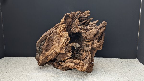 Mooreichenwurze / Moor Oak Root  &gt; 50 cm, (kg)